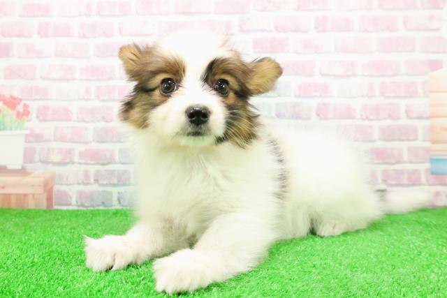 福島県のパピヨン (Coo&RIKU郡山店/2025年11月26日生まれ/男の子/ホワイトブラウン)の子犬の2枚目の画像