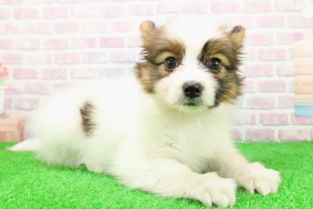 福島県のパピヨン (Coo&RIKU郡山店/2025年11月26日生まれ/男の子/ホワイトブラウン)の子犬の3枚目の画像