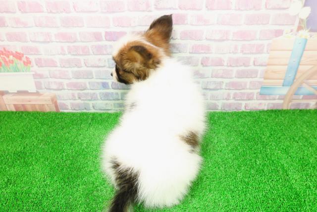 福島県のパピヨン (Coo&RIKU郡山店/2025年11月26日生まれ/男の子/ホワイトブラウン)の子犬の4枚目の画像