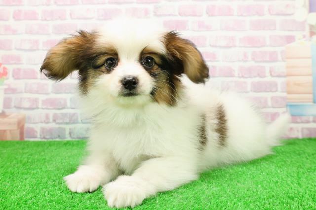 福島県のパピヨン (Coo&RIKU会津若松店/2025年11月26日生まれ/男の子/ホワイトブラウン)の子犬の2枚目の画像