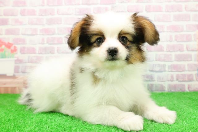 福島県のパピヨン (Coo&RIKU会津若松店/2025年11月26日生まれ/男の子/ホワイトブラウン)の子犬の3枚目の画像