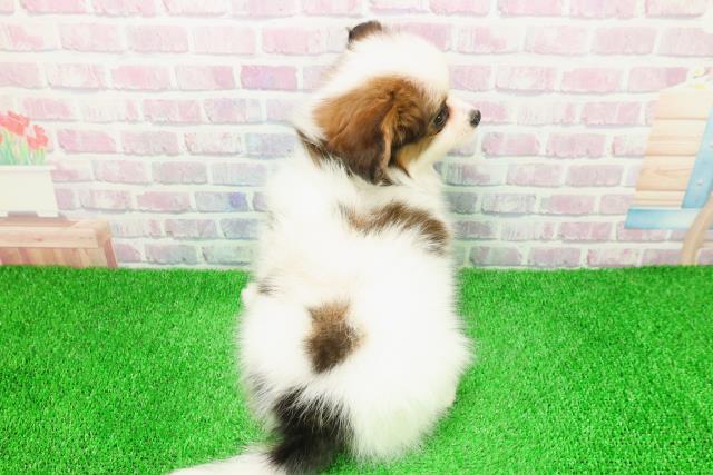 福島県のパピヨン (Coo&RIKU会津若松店/2025年11月26日生まれ/男の子/ホワイトブラウン)の子犬の4枚目の画像