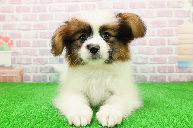 新潟県のパピヨン (Coo&RIKUイオンモール新発田店/2025年11月26日生まれ/女の子/ホワイトブラウン)の子犬の1枚目の画像