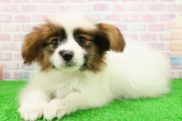 新潟県のパピヨン (Coo&RIKUイオンモール新発田店/2025年11月26日生まれ/女の子/ホワイトブラウン)の子犬の2枚目の画像