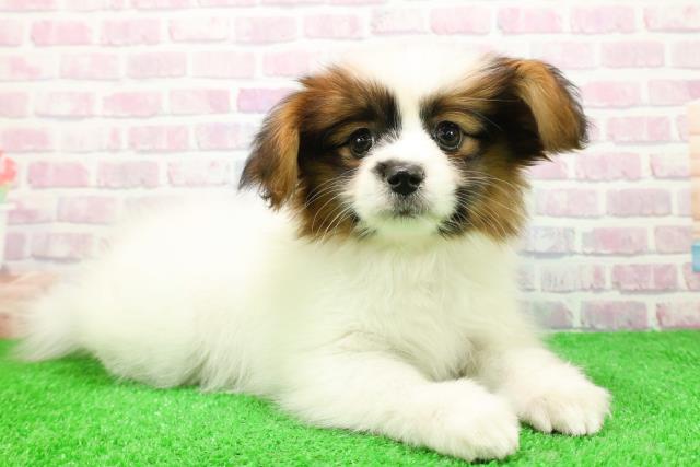 新潟県のパピヨン (Coo&RIKUイオンモール新発田店/2025年11月26日生まれ/女の子/ホワイトブラウン)の子犬の3枚目の画像