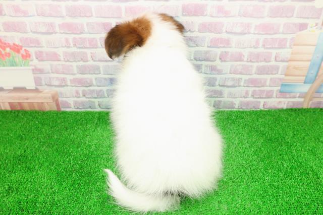 新潟県のパピヨン (Coo&RIKUイオンモール新発田店/2025年11月26日生まれ/女の子/ホワイトブラウン)の子犬の4枚目の画像