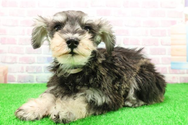 北海道のミニチュアシュナウザー (Coo&RIKU旭川店/2025年11月14日生まれ/女の子/ソルトペッパー)の子犬の2枚目の画像