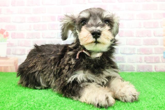 北海道のミニチュアシュナウザー (Coo&RIKU旭川店/2025年11月14日生まれ/女の子/ソルトペッパー)の子犬の3枚目の画像