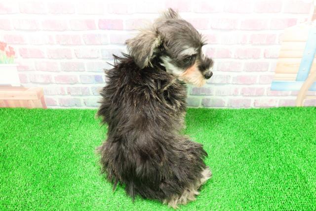 北海道のミニチュアシュナウザー (Coo&RIKU旭川店/2025年11月14日生まれ/女の子/ソルトペッパー)の子犬の4枚目の画像