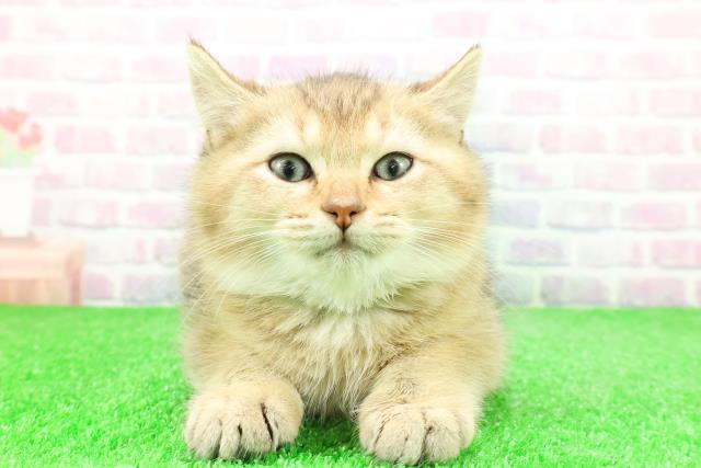 東京都のブリティッシュショートヘアー (Coo&RIKU武蔵小山店/2025年11月24日生まれ/男の子/ブラックゴールデン)の子猫の1枚目の画像