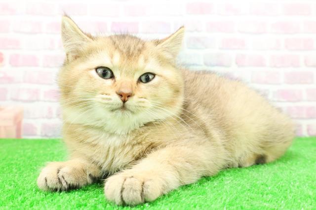 東京都のブリティッシュショートヘアー (Coo&RIKU武蔵小山店/2025年11月24日生まれ/男の子/ブラックゴールデン)の子猫の2枚目の画像