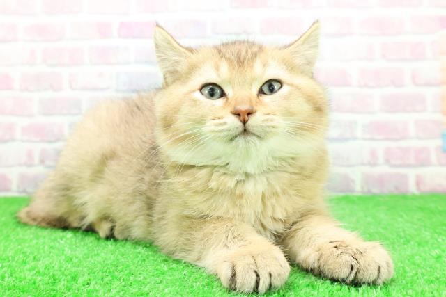 東京都のブリティッシュショートヘアー (Coo&RIKU武蔵小山店/2025年11月24日生まれ/男の子/ブラックゴールデン)の子猫の3枚目の画像