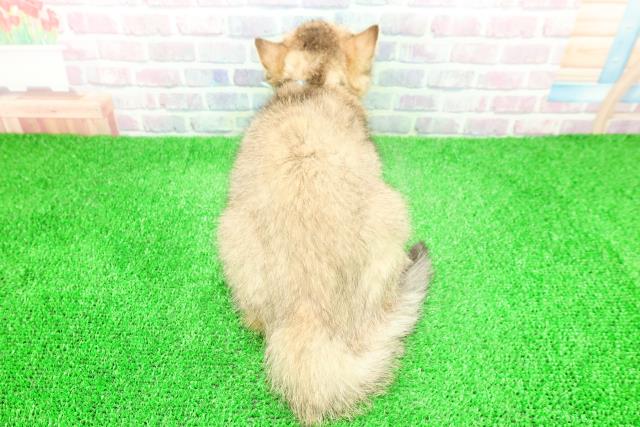 東京都のブリティッシュショートヘアー (Coo&RIKU武蔵小山店/2025年11月24日生まれ/男の子/ブラックゴールデン)の子猫の4枚目の画像