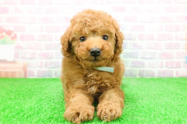 青森県のトイプードル(トイ) (Coo&RIKU弘前店/2025年12月1日生まれ/男の子/レッド)の子犬の1枚目の画像