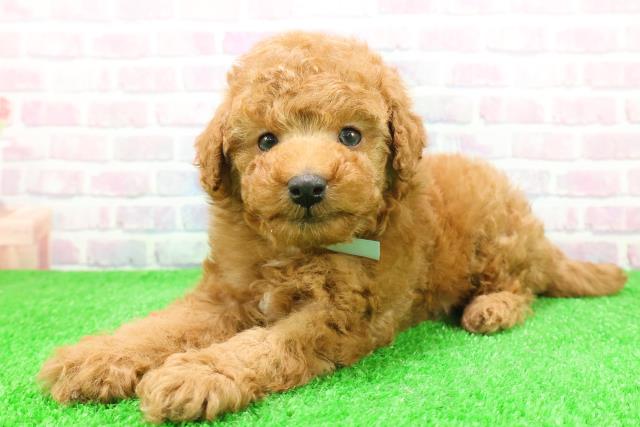 青森県のトイプードル(トイ) (Coo&RIKU弘前店/2025年12月1日生まれ/男の子/レッド)の子犬の2枚目の画像