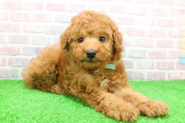 青森県のトイプードル(トイ) (Coo&RIKU弘前店/2025年12月1日生まれ/男の子/レッド)の子犬の3枚目の画像