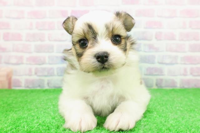 北海道のハーフ犬・ミックス犬 (Coo&RIKU函館店/2025年12月1日生まれ/女の子/レッドホワイト)の子犬の1枚目の画像