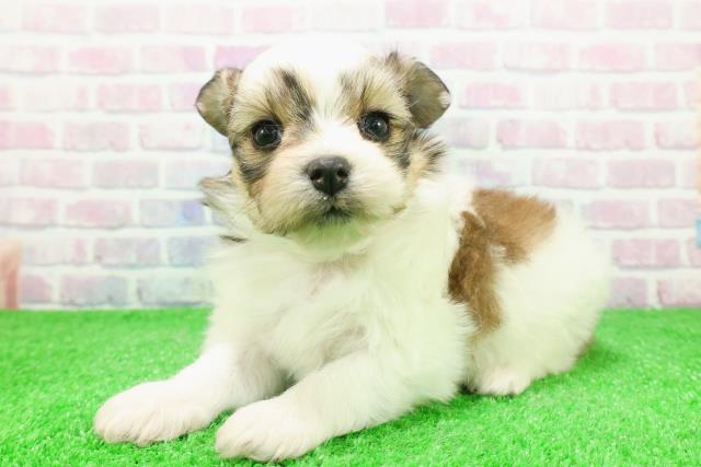 北海道のハーフ犬・ミックス犬 (Coo&RIKU函館店/2025年12月1日生まれ/女の子/レッドホワイト)の子犬の2枚目の画像