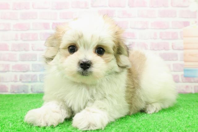 新潟県のポメマル/マルポメ(ポメラニアン×マルチーズ) (Coo&RIKU新潟西店/2025年11月29日生まれ/男の子/パーティーカラー)の子犬の2枚目の画像