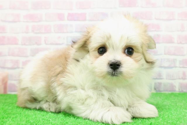 新潟県のポメマル/マルポメ(ポメラニアン×マルチーズ) (Coo&RIKU新潟西店/2025年11月29日生まれ/男の子/パーティーカラー)の子犬の3枚目の画像