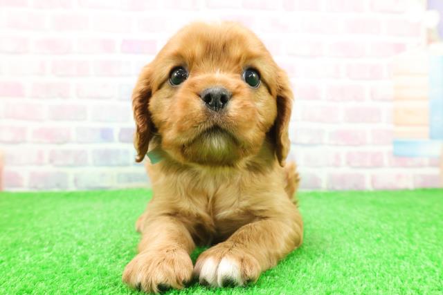 新潟県のキャバリアキングチャールズスパニエル (Coo&RIKU新潟東店/2025年12月1日生まれ/男の子/ルビー)の子犬