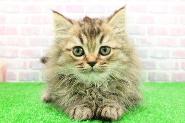 群馬県のミヌエット (Coo&RIKU伊勢崎店/2025年11月24日生まれ/男の子/ブラウンタビー)の子猫の1枚目の画像