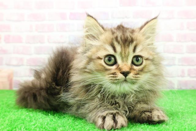 群馬県のミヌエット (Coo&RIKU伊勢崎店/2025年11月24日生まれ/男の子/ブラウンタビー)の子猫の3枚目の画像