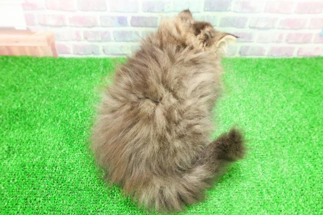 群馬県のミヌエット (Coo&RIKU伊勢崎店/2025年11月24日生まれ/男の子/ブラウンタビー)の子猫の4枚目の画像