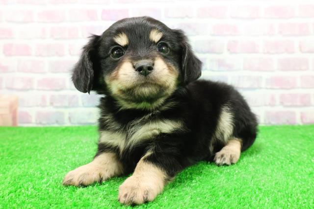 東京都のチワックス(チワワ×ダックス) (Coo&RIKU秋葉原店/2025年11月30日生まれ/男の子/ブラックタン)の子犬の2枚目の画像