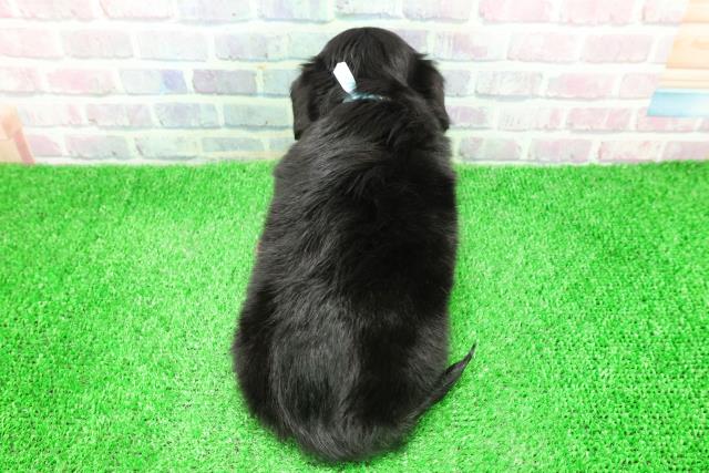 東京都のチワックス(チワワ×ダックス) (Coo&RIKU秋葉原店/2025年11月30日生まれ/男の子/ブラックタン)の子犬の4枚目の画像