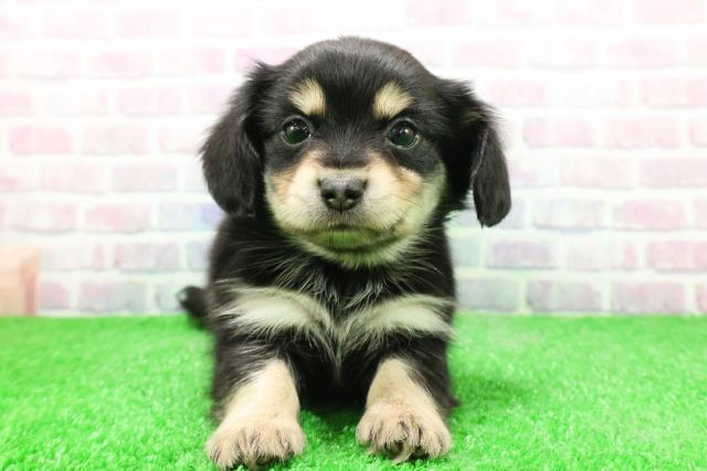 群馬県のチワックス(チワワ×ダックス) (Coo&RIKU伊勢崎店/2025年11月30日生まれ/男の子/ブラックタン)の子犬の1枚目の画像