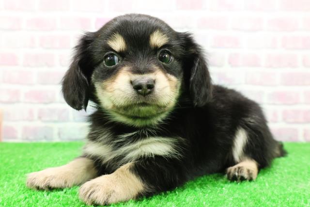 群馬県のチワックス(チワワ×ダックス) (Coo&RIKU伊勢崎店/2025年11月30日生まれ/男の子/ブラックタン)の子犬の2枚目の画像