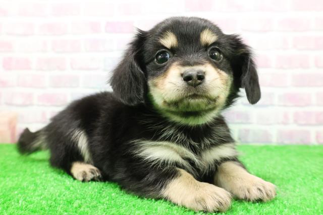 群馬県のチワックス(チワワ×ダックス) (Coo&RIKU伊勢崎店/2025年11月30日生まれ/男の子/ブラックタン)の子犬の3枚目の画像