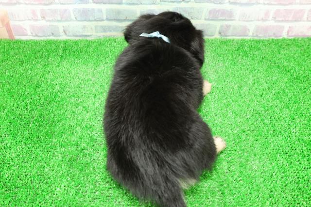 群馬県のチワックス(チワワ×ダックス) (Coo&RIKU伊勢崎店/2025年11月30日生まれ/男の子/ブラックタン)の子犬の4枚目の画像