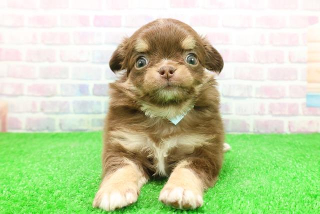 福島県のチワワ(ロング) (Coo&RIKU郡山店/2025年12月2日生まれ/男の子/チョコレートタンホワイト)の子犬の1枚目の画像