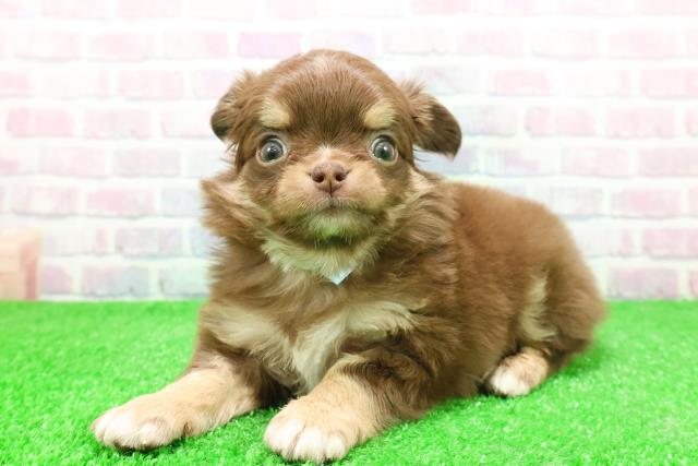 福島県のチワワ(ロング) (Coo&RIKU郡山店/2025年12月2日生まれ/男の子/チョコレートタンホワイト)の子犬の2枚目の画像