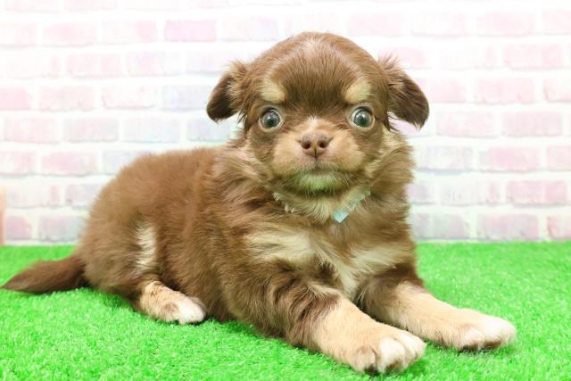 福島県のチワワ(ロング) (Coo&RIKU郡山店/2025年12月2日生まれ/男の子/チョコレートタンホワイト)の子犬の3枚目の画像