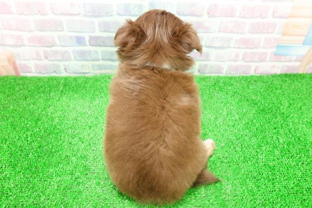 福島県のチワワ(ロング) (Coo&RIKU郡山店/2025年12月2日生まれ/男の子/チョコレートタンホワイト)の子犬の4枚目の画像