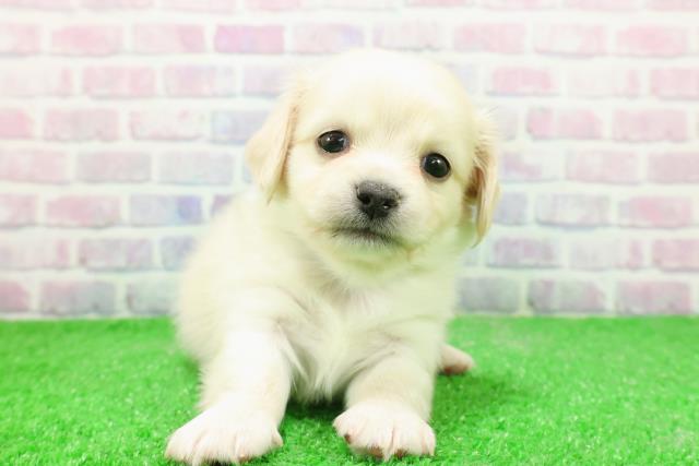 東京都のチワックス(チワワ×ダックス) (Coo&RIKUフレスポ住吉店/2025年12月1日生まれ/男の子/クリーム)の子犬の1枚目の画像