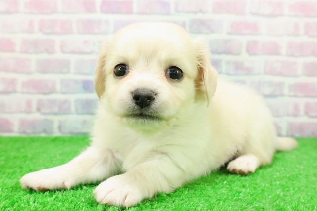 東京都のチワックス(チワワ×ダックス) (Coo&RIKUフレスポ住吉店/2025年12月1日生まれ/男の子/クリーム)の子犬の2枚目の画像