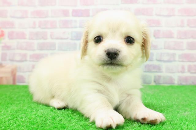 東京都のチワックス(チワワ×ダックス) (Coo&RIKUフレスポ住吉店/2025年12月1日生まれ/男の子/クリーム)の子犬の3枚目の画像