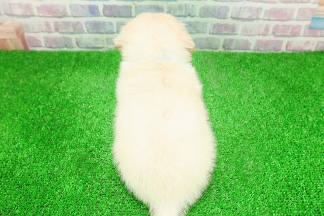 東京都のチワックス(チワワ×ダックス) (Coo&RIKUフレスポ住吉店/2025年12月1日生まれ/男の子/クリーム)の子犬の4枚目の画像