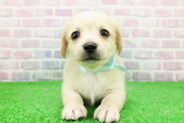 長野県のチワックス(チワワ×ダックス) (Coo&RIKU長野店/2025年12月1日生まれ/男の子/クリーム)の子犬