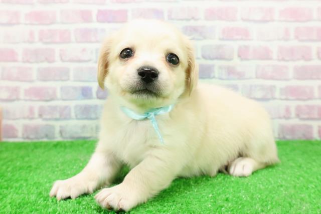 長野県のチワックス(チワワ×ダックス) (Coo&RIKU長野店/2025年12月1日生まれ/男の子/クリーム)の子犬の2枚目の画像