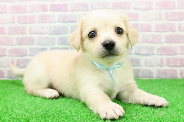 長野県のチワックス(チワワ×ダックス) (Coo&RIKU長野店/2025年12月1日生まれ/男の子/クリーム)の子犬の3枚目の画像