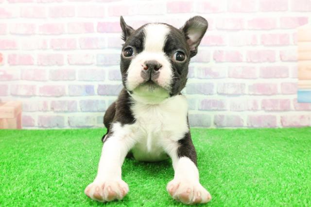 東京都のボストンテリア (Coo&RIKU中野サンモール店/2025年12月2日生まれ/男の子/ボストンカラー)の子犬