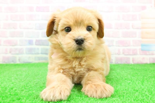 北海道のマルプー(マルチーズ×プードル) (Coo&RIKU北見店/2025年12月1日生まれ/女の子/アプリコット)の子犬の1枚目の画像