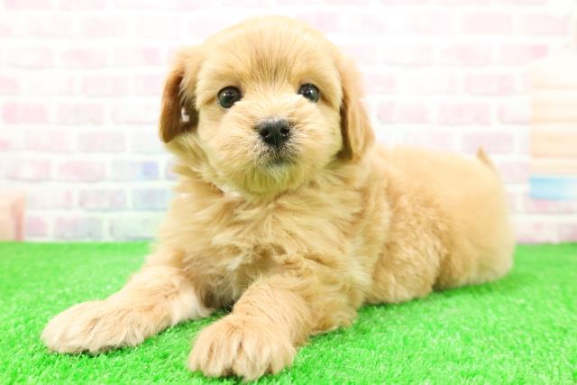 北海道のマルプー(マルチーズ×プードル) (Coo&RIKU北見店/2025年12月1日生まれ/女の子/アプリコット)の子犬の2枚目の画像