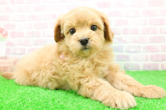 北海道のマルプー(マルチーズ×プードル) (Coo&RIKU北見店/2025年12月1日生まれ/女の子/アプリコット)の子犬の3枚目の画像