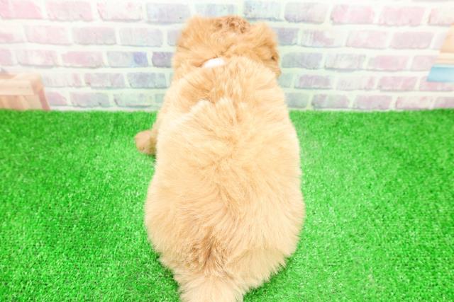 北海道のマルプー(マルチーズ×プードル) (Coo&RIKU北見店/2025年12月1日生まれ/女の子/アプリコット)の子犬の4枚目の画像